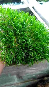 tanaman aquascape liliopsis/ rumput