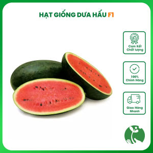 Hạt giống Dưa hấu Hắc Mỹ Nhân F1 - Gói 0.5gr trồng quanh năm
