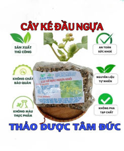 1kg cây ké đầu ngựa sấy khô