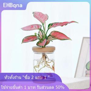 [COD] EHBqna KITCHEN หม้อดอกไม้โปร่งใส hydroponic ดูดซับน้ำอัตโนมัติหม้อดอกไม้พลาสติก