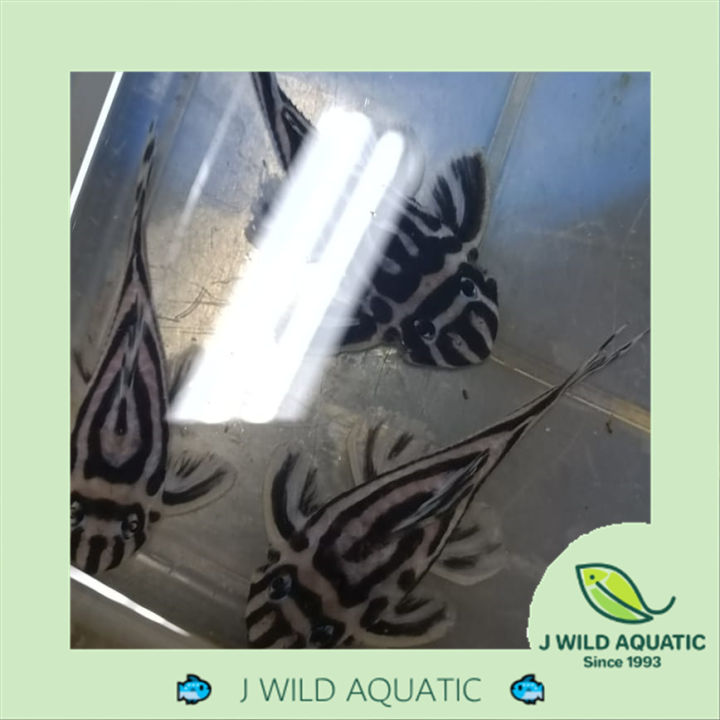 [J Wild Aquatic]—— L46 Zebra Pleco Breeding Group L46繁殖组 | Lazada