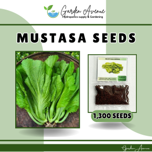 MUSTASA SEEDS/MONTEVERDE (1300pcs seeds) 30DAYS HARVEST/MORE PROFIT/EASY TO GROW