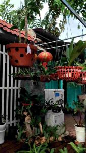 Máy phun tưới cây tưới rau phun thuốc BVTV