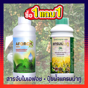 จอมยุทธ์ สารจับใบเอฟอช + ปุ๋ยน้ำแกรมม่าทู ชุดเร่งโต (ขนาด1ลิตร) ปุ๋ยน้ำสูตรบำรุงต้น เร่งการเจริญเติบโต ต้นแข็งแรง