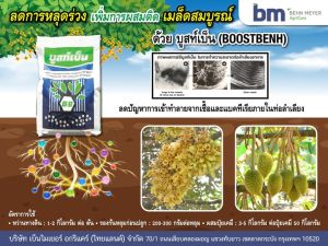 ส่งไว ปลอดภัย ปราศจากแคดเมียม+BY2 ป้องกัน ทุเรียน มังคุด ลำไย เงาะ ไม้ผล พืชผัก ขาดธาตุอาหาร เร่งใบให้เขียวเข้ม ยืดอายุของใบ เพิ่มการสะสมแป้งด้วย บูสท์เบ็น