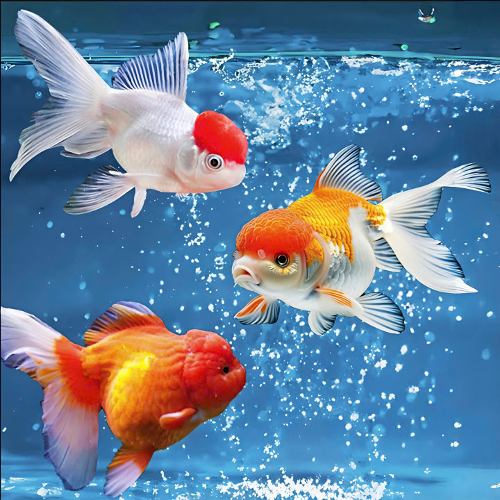 Mô Hình Cá Cảnh Mini -Cá Koi, Cá Vàng Trang Trí Bể Cá, Bàn Làm Việc ...