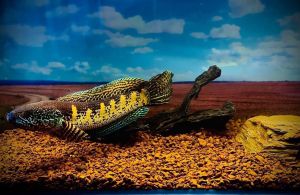 Sỏi suối chuyên deco cho hồ cá sân vườn trang trí hồ cá Cá Lóc Channa Thuỷ Sinh