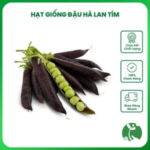 Hạt giống Đậu Hà Lan ngọt quả tím - Gói 20 hạt - Tỉ lệ nảy mầm >80% -  Nội địa Trung