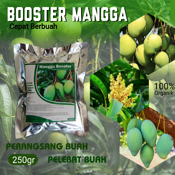 Pupuk Booster Mangga Organik Pelebat Buah Anti Rontok Bunga Obat ...