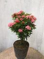 Cây Hoa Mẫu Đơn Thái Màu Tím Sen Gốc Khỏe, Cao 35 - 40cm, Hoa Nở Quanh Năm. 
