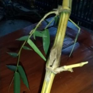 Bambu Kuning Combong 100% Asli