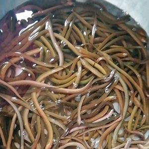 ปลาไหลน้อคตากแห้ง100gm(1ขีด)