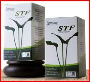 [SG ready stock] STF Keladi Tikus