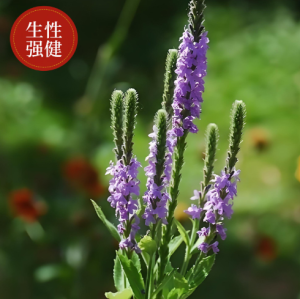 Gói hạt giống cỏ Roi Ngựa ra hoa màu tím rất đẹp hoa cỏ roi ngựa - Hoang My food and beauty