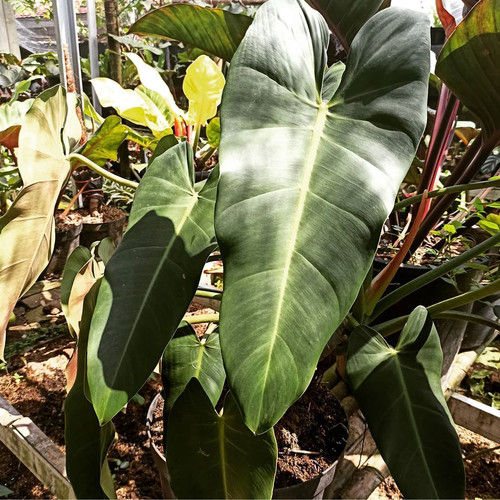 monstera thai constellation babyplant Thai Constellation