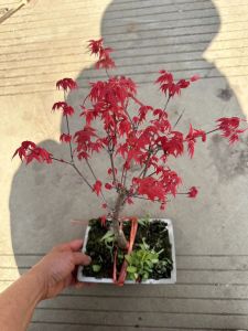 CHẬU PHONG LÁ ĐỎ HÀNG VIP NHƯ ẢNH