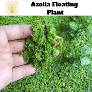 Azolla mosquito fern / Azola tumbuhan air 满江红