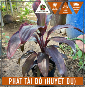 Cây Phát Tài Đỏ (Huyết Dụ) - Tổng thể tầm 40-50 cm - Trang trí văng phòng mang tài lộc!