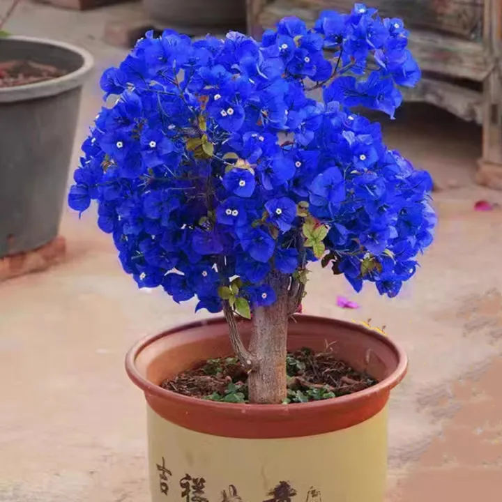100% Original Mixed Colors Bougainvillea Seeds for Sale (Fresh 70pcs ...
