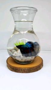 Aquarium Cupang Bulat / Aquarium Ikan Hias Unik / Hiasan Rak Dinding Meja Kantor/ Dekorasi Rumah