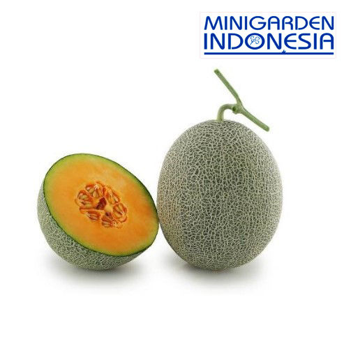 1 biji benih melon golden beauty F1 bibit tanaman buah bisa hidroponik