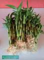 [ BUY 10 GET 1 FREE ] Lucky Bamboo  - for wealth and good Luck ( REAL ). 
