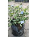 Sindo - Baby Blue Flower Sm Live Plant IWOUYYG9G3. 