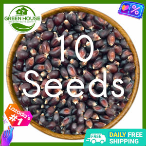Green House® - Purple Waxy Corn Seeds for Planting Vegetable Plants (20 Seed) incl. Instructions Sweet F1 Plant