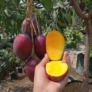BELI 2 GRATIS 2 / BIBIT MANGGA IRWIN | Cepat Berbuah | Berbuah Di Dalam Pot | BIBIT OKULASI / SAMBUNG PUCUK