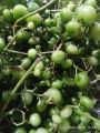 Trái giác Miền Tây 500g. 