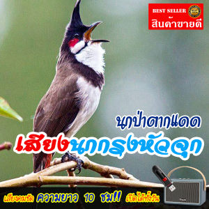 No.1 Shop เสียงนกกรงหัวจุก นกป่าตากแดด แฟลชไดร์ฟ USB เสียงดังฟังชัด เปิดให้นกคึก เสียงนกแท้ เสียงดังฟังชัด100%