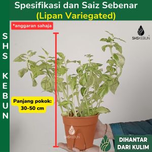 Pokok Lipan Lelipan Batik Live Plant Pedilanthus Variegated Devils Backbone Rare Plant SHS Kebun