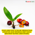 Pupuk daun untuk bibit sawit,Pupuk semai bibit sawit,Pupuk bibit sawit,Pupuk cair untuk bibit sawit. 