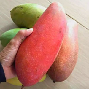 Bibit Tanaman Mangga Red Ivory Super