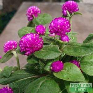 ต้นบานไม่รู้โรย ดอกสีม่วง ส่งพร้อมถุงดำ 5.5 นิ้ว