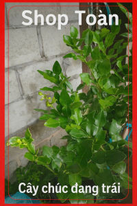 Cây chúc 18 trịu. Cây đẹp khỏe. Cây chiết đang có nhiều trái nhỏ