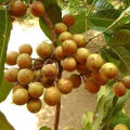 BUAH LANGKA..Bibit Buah Cacil Kecacil/Kepundung Siap Tanam Termurah. 