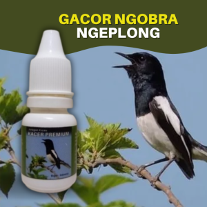Vitamin Burung Kacer Premium Lomba Macet Bunyi Biar Gacor