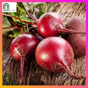 SeedsPLAZA™ - Beetroot Red Beet Seeds for Planting Vegetable Plants (20 Seed) Organic Red Plant also for Pots