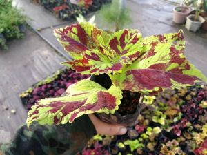 TSC - Coleus Finger Paint Cuttings
