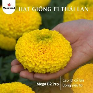 Hạt giống vạn thọ B2 Pro - vàng chanh cao lỡ nhụy xanh bông to kháng mọi thời tiết gói 1gram