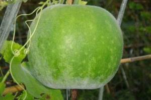 เมล็ดฟักหอมกลมกลิ่นใบเตยอ่อนพันธุ์ 50-70เมล็ดลูกใหญ่ กลิ่นหอมน้ำหนักดี