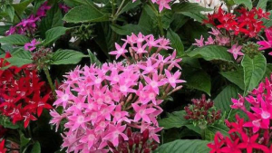 Hoa Diễm Châu - Tổng thể tầm 30-40 cm - Đang Hoa hoặc sắp cho hoa - Trang trí sân vườn!