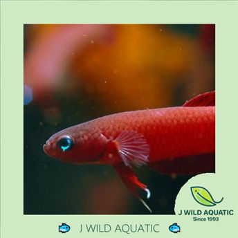 [J Wild Aquatic]——Betta rutilans 红搏斗鱼Pair | Lazada