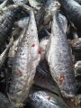 Khô cá thu mặn, khô cá thu loại nhỏ-thịt bùi tươi vị vừa ăn- (Tặng Kèm Mắm Tắc Chua Cay Nhà Làm). 