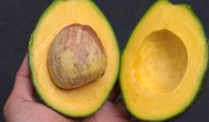 Bibit Alpukat Miki Super Unggul Termurah