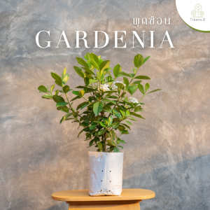 Treeno.9 T429 ดอกพุดซ้อน กลิ่นหอมมาก (Gardenia) ถุง 8 นิ้ว / สูง 60-70 ซม. / ไม้ประดับ ไม้มงคล ไม้ดอก (ต้นไม้)