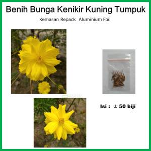 Benih Biji Bunga Kenikir Kuning Yellow Cosmos Bipinnatus