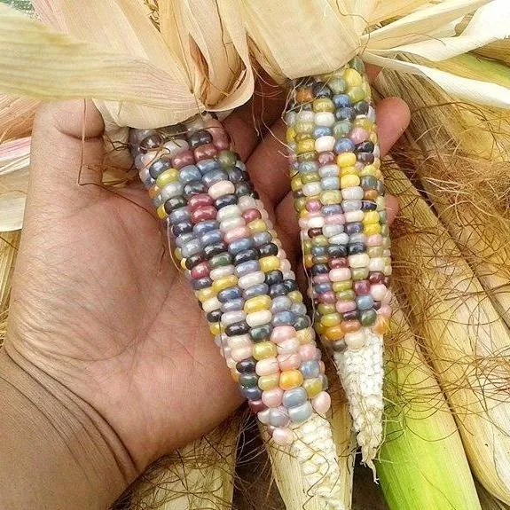 เมล็ดพันธุ์ข้าวโพดพลอย Glass Gem Corn 20 เมล็ด งอกง่าย