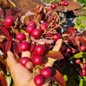 Bibit Kelengkeng Merah Hasil Okulasi Cepat Berbuah